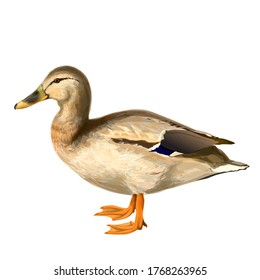 
Beautiful duck. farm pets. poultry, birds, waterfowl. hunting, meat. restaurant.