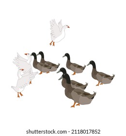 Beautiful Duck Vector file for download