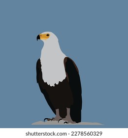 a beautiful eagle bird look gorgeous