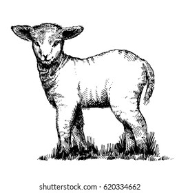 Beautiful easter cute lamb. Hand drawn sketch.