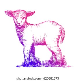 Beautiful easter cute lamb. Ink sketch. Spring easter illustration. With a gradient from violet to pink