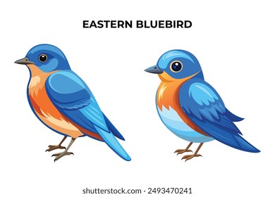 Beautiful Eastern Bluebird on white background vector illustration