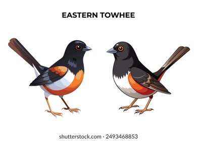 Beautiful Eastern Towhee on white background vector illustration