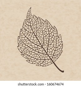 Beautiful  elegance transparent vector autumn leaf