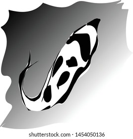 Beautiful and elegant black and white koi fish for logos with graded black backgrounds