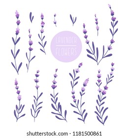 Beautiful and elegant lavender buds isolated on the white background. Set of lavender flowers. Lavander design elements.