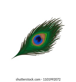 Beautiful emerald-green feather of peacock. Plumage of wild bird. Detaiked flat vector element for print, promo poster or flyer