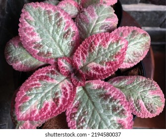 Hermoso vector fotográfico de Episcia Cleopatra