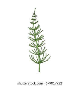 Beautiful equisetum, horsetail twig, branch, decoration element, sketch vector illustration isolated on white background. Realistic hand drawing of beautiful horsetail twig, floral decoration element