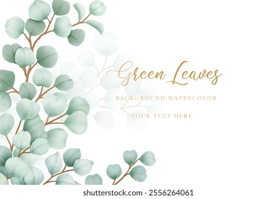 beautiful eucalyptus leaves background watercolor