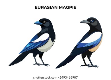 Beautiful Eurasian Magpie on white background vector illustration