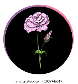 Beautiful eustoma flower in a black circle. Floral vector