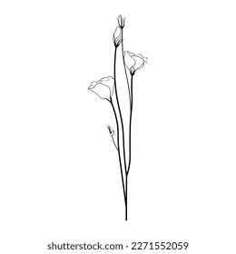 Hermosas flores eustoma sobre fondo blanco