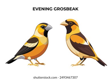 Beautiful Evening Grosbeak on white background vector illustration