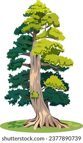 Beautiful evergreen coniferous tree pine Vector