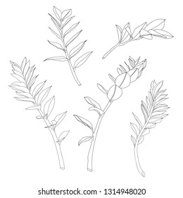 Beautiful exotic Zamioculcas Leaf Silhouette isolate on white background. 