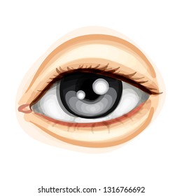 Beautiful Eye Vector Illustration Stock Vector (Royalty Free ...