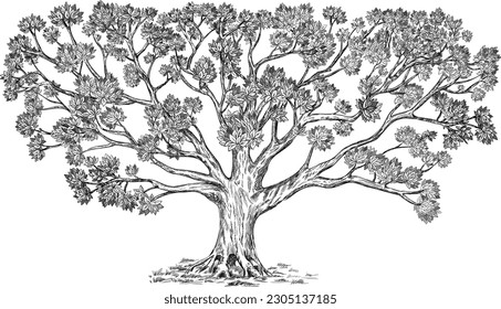 Hermoso árbol familiar con muchos elementos. Gran ilustración vectorial detallada aislada en blanco. Uso: árbol genus, fondo, diseño.