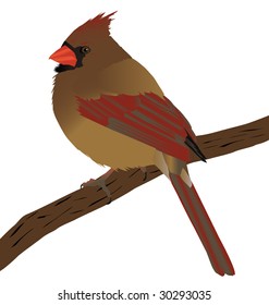 A beautiful female cardinal on a branch.Layered perfectly for color changes.