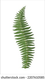 A beautiful fern leaf. Illustration in vintage retro style.