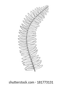 Beautiful fern leaves isolated on white background. Hand-drawn contour lines and strokes.