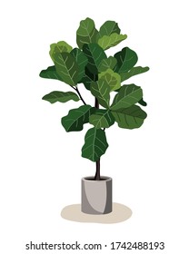 Beautiful fiddle leaf tree in ceramic pot on white background. Ficus Lyrata vector illustration. Stylish houseplant design element for modern interior room.