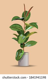 Beautiful fiddle leaf tree in white ceramic pot on white background. Ficus Lyrata vector illustration. Houseplant design element for modern interior room