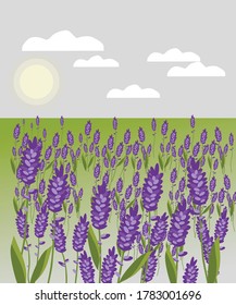 Beautiful field of lavender flowers. Vector illustration. Postcard