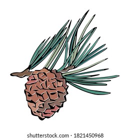 Beautiful fir branch for Christmas cards and greetings