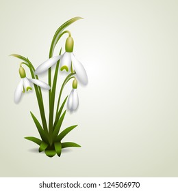 Beautiful First spring flowers - Snowdrops - vector design element