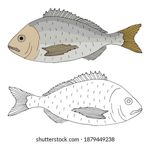 Beautiful fish dorado, hand drawing. Set of fish in color and black and white. Vector illustration.