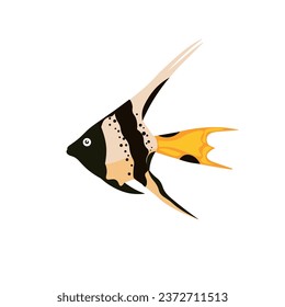 Beautiful fish on white background