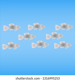 beautiful fishes in blue water