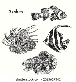Beautiful fishes collection, Clownfish, red lionfish, schooling bannerfish, siamese fighting fish. Ink black and white doodle drawing in woodcut  style illustration