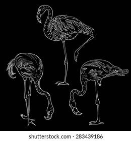 Beautiful flamingo