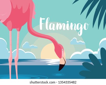 beautiful flamingo bird stand in the landscape