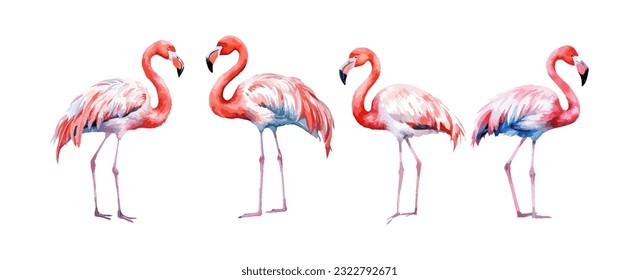 Beautiful flamingo birds watercolor isolated on white background. Vector illustration