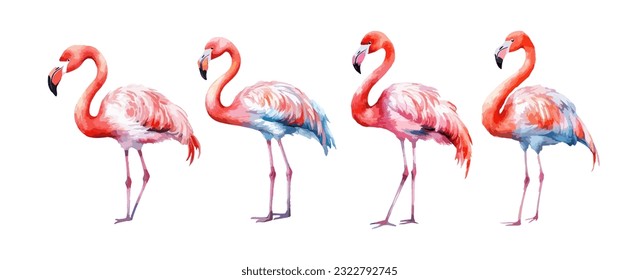 Beautiful flamingo birds watercolor isolated on white background. Vector illustration