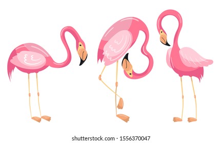 Beautiful Flamingo Vector Set Isolated On White Background