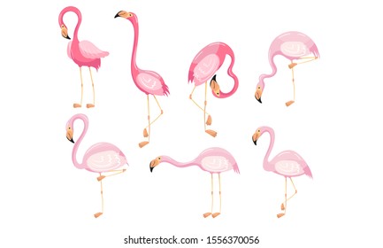 Bonito Vector Flamingo Aislado En Fondo Blanco