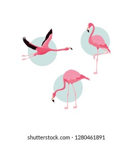 beautiful flamingos birds flock