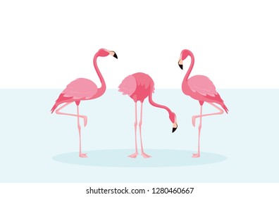 beautiful flamingos birds flock standing