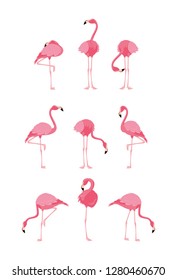 beautiful flamingos birds flock standing