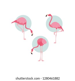 beautiful flamingos birds flock standing