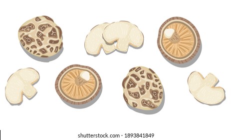 beautiful Flat Lay Food style vector illustration of  ingredient, isolated on white background. Shiitake mushroom. 