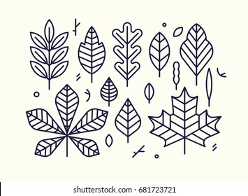 Beautiful flat line design autumn leaves. Clean and minimalistic vector differently shaped linear leaves. Maple, oak, birch, chestnut, etc.