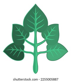 Beautiful flat vector illustration with green leaf shape isolated on the white background