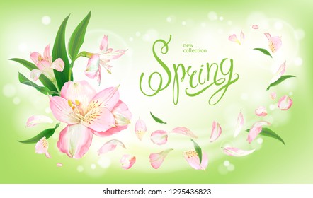 Beautiful floral background with blooming flowers of light pink Alstroemeria. Inscription Spring on pastel green background. Warm breeze carries tender petals and leaves. Vector illustration