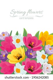 Beautiful floral background of blooming open tulips, daffodils and crocuses. Vector illustration, poster, postcard nemplate, invitation