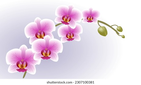 Beautiful floral background. Realistic Pink orchids on a light background. Pastel colors. Selective focus. Close up. Orchid flower in winter or spring day tropical garden Floral background